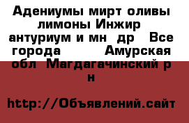 Адениумы,мирт,оливы,лимоны,Инжир, антуриум и мн .др - Все города  »    . Амурская обл.,Магдагачинский р-н